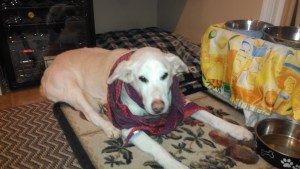 Fred wanted to try on my new CAbi scarf